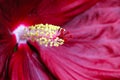 Detail of red, pink and purple hibiscus tropical flower genus Ã¢â¬ÅHibiscusÃ¢â¬Â macro close-up photo. Flower background. Royalty Free Stock Photo